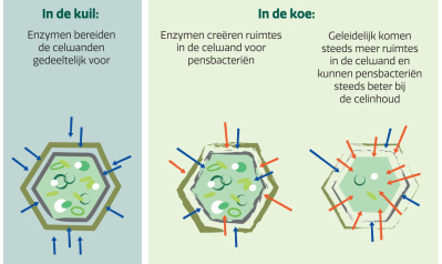 Enzymen in de kuil