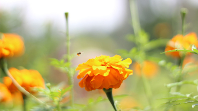 Afrikaantjes Tagetes productafbeelding