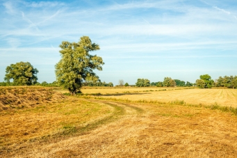 Verdroogd grasland