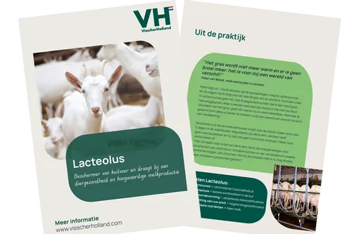 Lacteolus Geit - 2026 - VisscherHolland