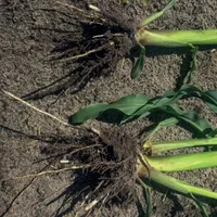 MycorGran - Visscher Holland