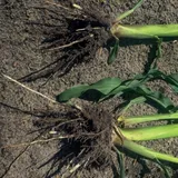 MycorGran - Visscher Holland