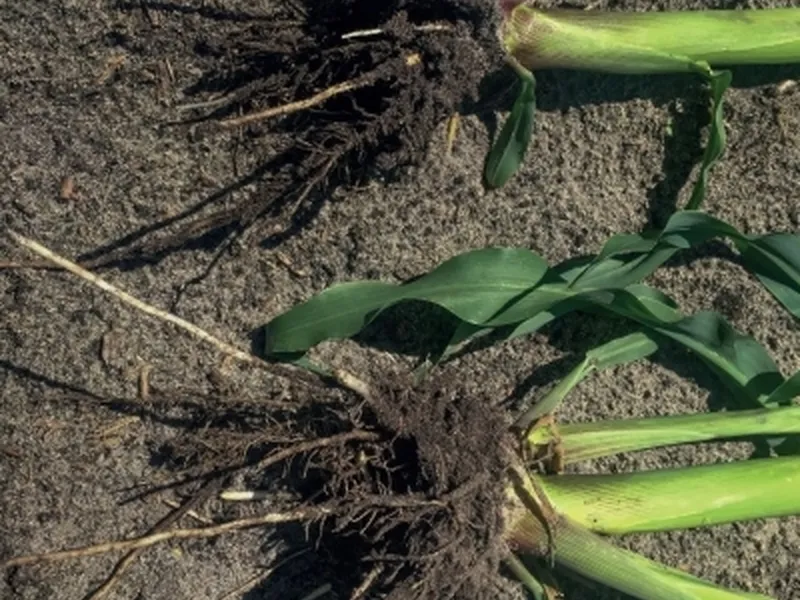 MycorGran - Visscher Holland