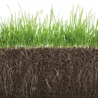 Mycorrhiza Bodemschimmels VisscherHolland