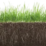 Mycorrhiza Bodemschimmels VisscherHolland