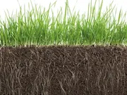 Mycorrhiza Bodemschimmels VisscherHolland