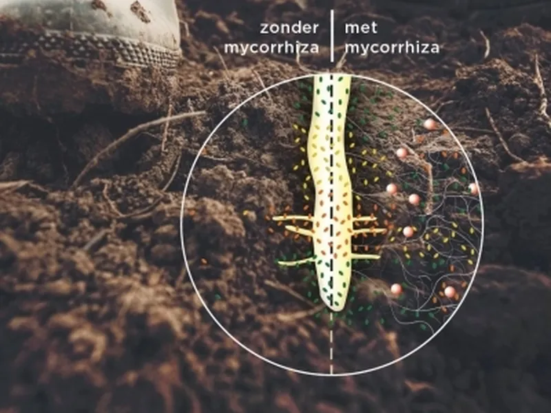 Mycorrhiza Beworteling VisscherHolland