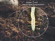 Mycorrhiza Beworteling VisscherHolland