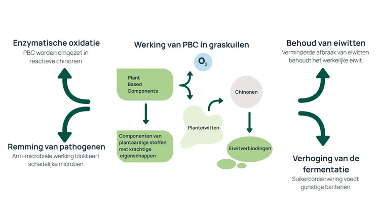 Lacteolus - PBC schema - VisscherHolland