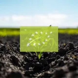 Maiszaad - Biologisch - VisscherHolland