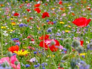 Mega Flower