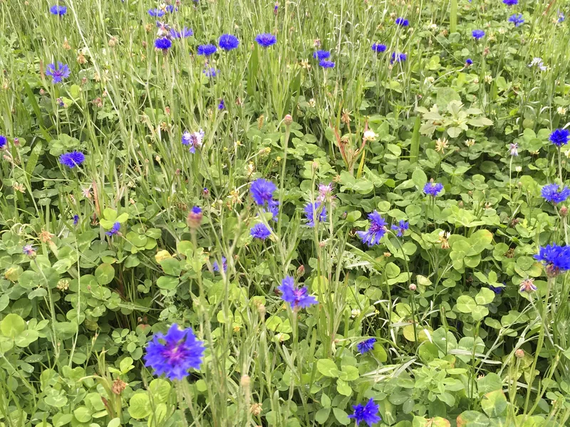 MegaFlower 4 - Bloemenmengsel - VisscherHolland