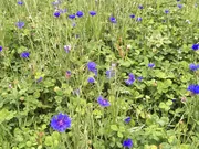 MegaFlower 4 - Bloemenmengsel - VisscherHolland