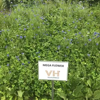 MegaFlower 1 - Bloemenmengsel - VisscherHolland