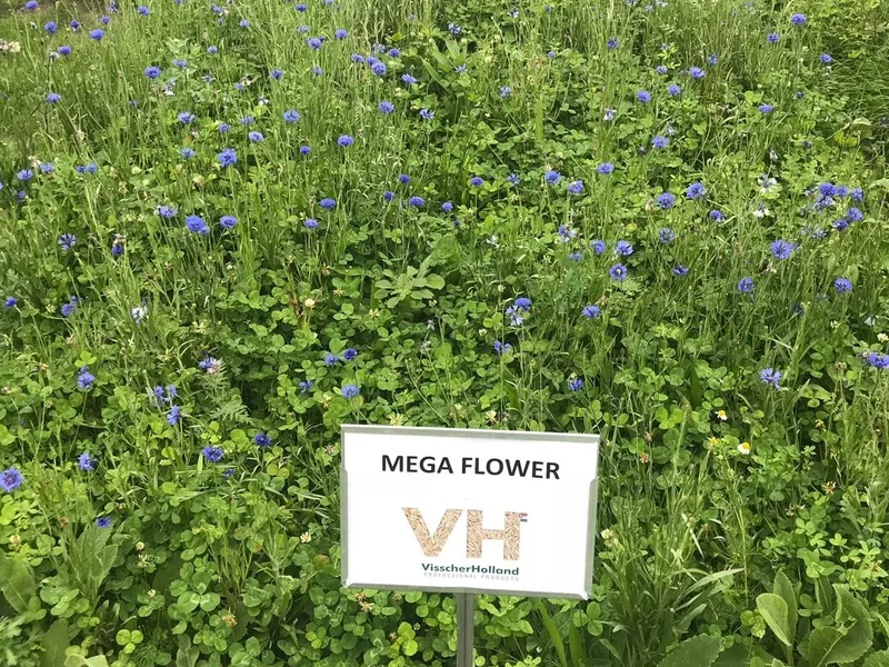 MegaFlower 1 - Bloemenmengsel - VisscherHolland