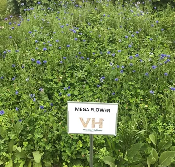 MegaFlower 1 - Bloemenmengsel - VisscherHolland