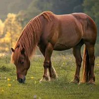 MegaSeeds Paardenweide - Graszaad - VisscherHolland
