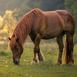 MegaSeeds Paardenweide - Graszaad - VisscherHolland