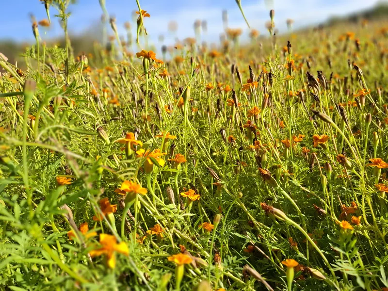 Afrikaantjes Tagetes 3- Groenbemester - VisscherHolland