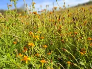 Afrikaantjes Tagetes 3- Groenbemester - VisscherHolland