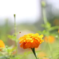 Afrikaantjes Tagetes 1 - Groenbemester - VisscherHolland