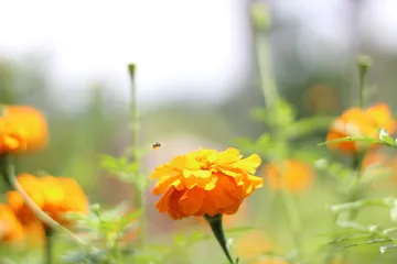 Afrikaantjes Tagetes 1 - Groenbemester - VisscherHolland