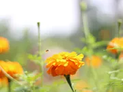 Afrikaantjes Tagetes 1 - Groenbemester - VisscherHolland