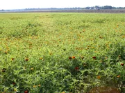 Afrikaantjes Tagetes 2- Groenbemester - VisscherHolland