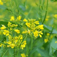 Bladkool - Groenbemester - VisscherHolland