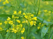 Bladkool - Groenbemester - VisscherHolland