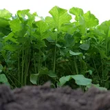 Bladrammenas Van Dinther 1