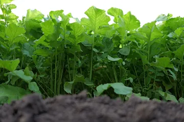 Bladrammenas Van Dinther 1