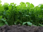 Bladrammenas Van Dinther 1