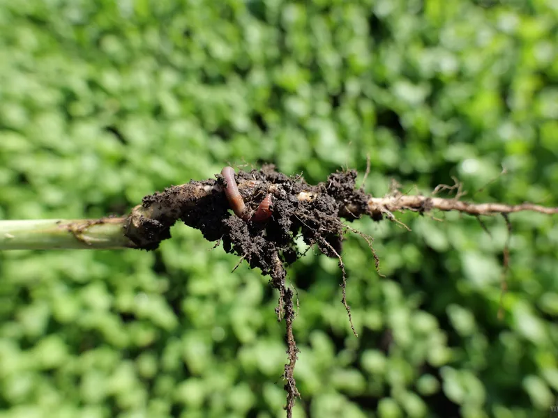 Bladrammenas Van Dinther 5