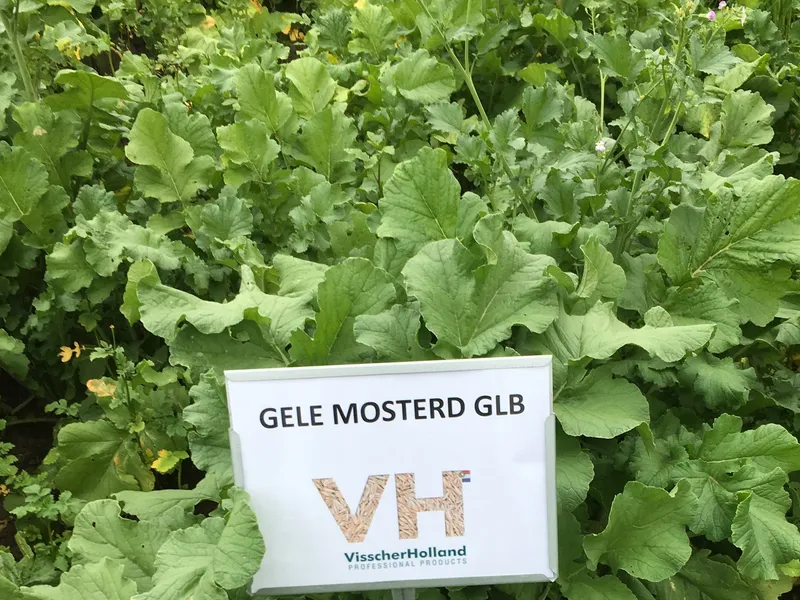 Gele mosterd GLB 3