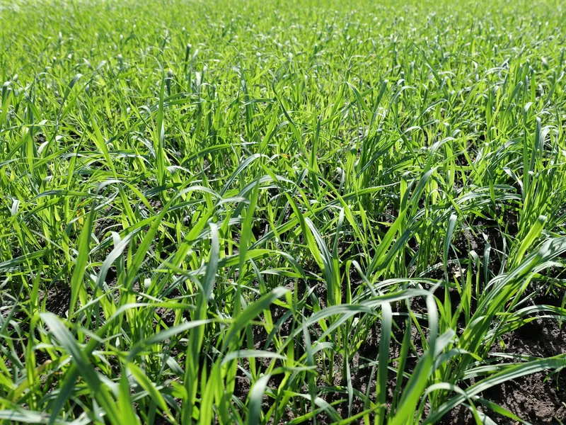 Japanse Haver Van Dinther 1