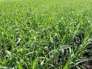 Japanse Haver Van Dinther 1