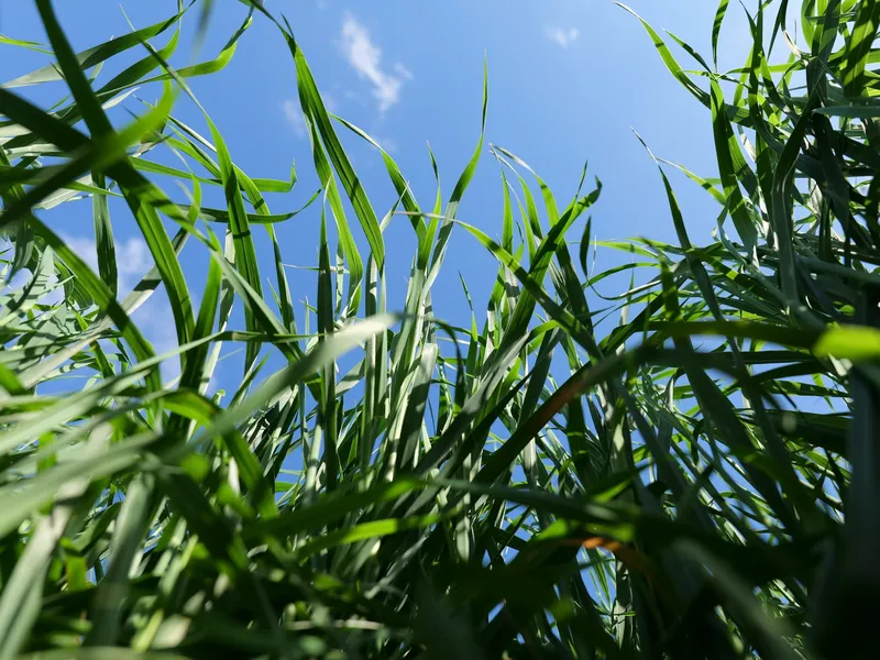 Japanse Haver Van Dinther 2