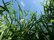 Japanse Haver Van Dinther 2