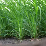 Japanse Haver Van Dinther 3