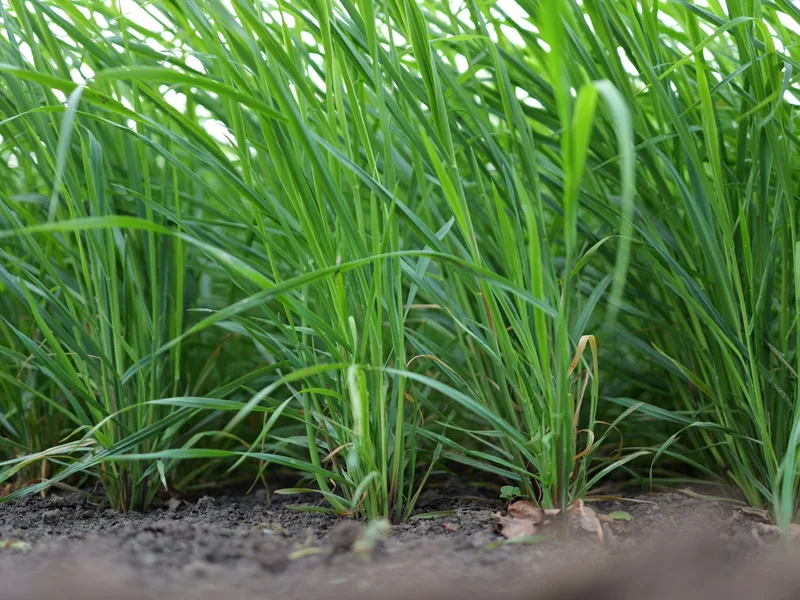 Japanse Haver Van Dinther 3