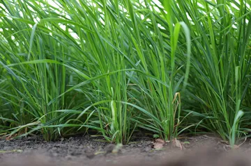 Japanse Haver Van Dinther 3