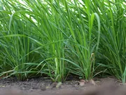 Japanse Haver Van Dinther 3