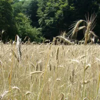 Rogge - Groenbemester - VisscherHolland