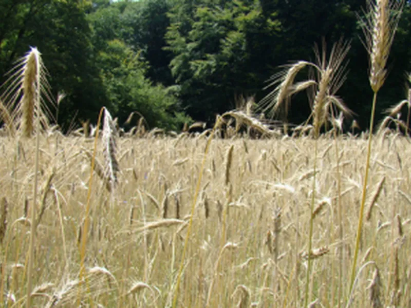 Rogge - Groenbemester - VisscherHolland