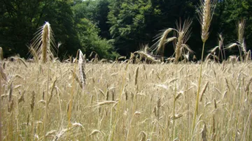 Rogge - Groenbemester - VisscherHolland