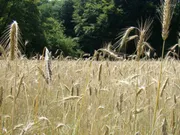 Rogge - Groenbemester - VisscherHolland