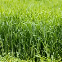Snelle Lente Rogge - Groenbemesters - VisscherHolland