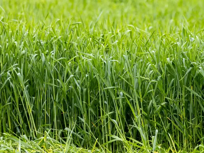 Snelle Lente Rogge - Groenbemesters - VisscherHolland
