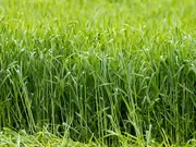 Snelle Lente Rogge - Groenbemesters - VisscherHolland